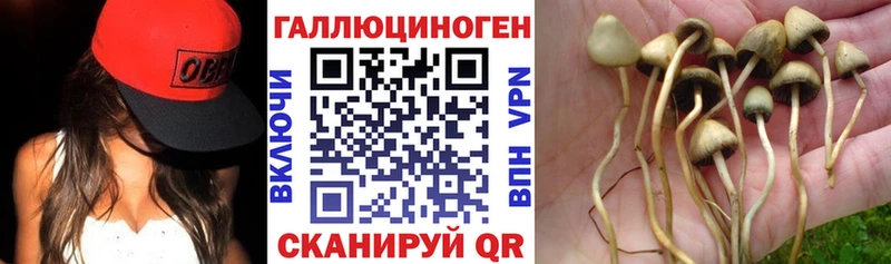 площадка какой сайт  Торопец  Галлюциногенные грибы мицелий 